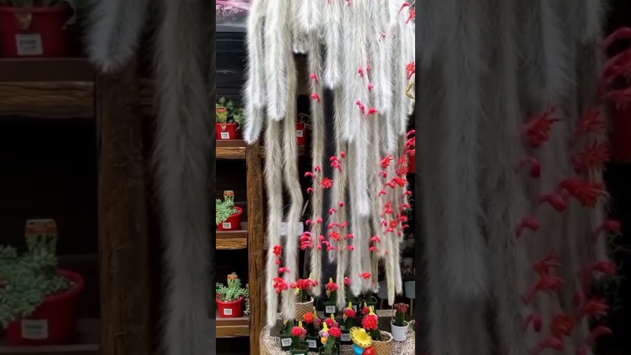 Monkey Tail Cactus