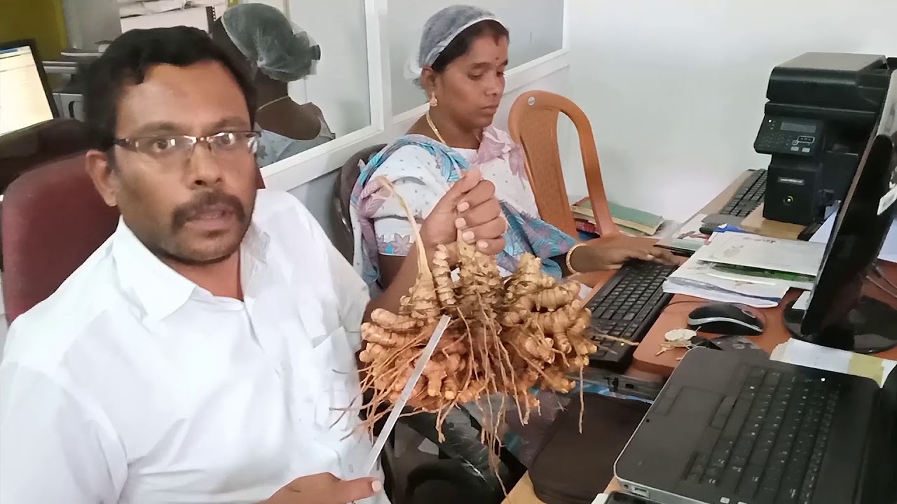 #IISR #48 #பிரகதி  ரக #மஞ்சள் பயிர்செய்து கூடுதல் லாபம் ஈட்ட  வேளாண் உற்பத்தியாளர்களுக்கு ஆலோசனை