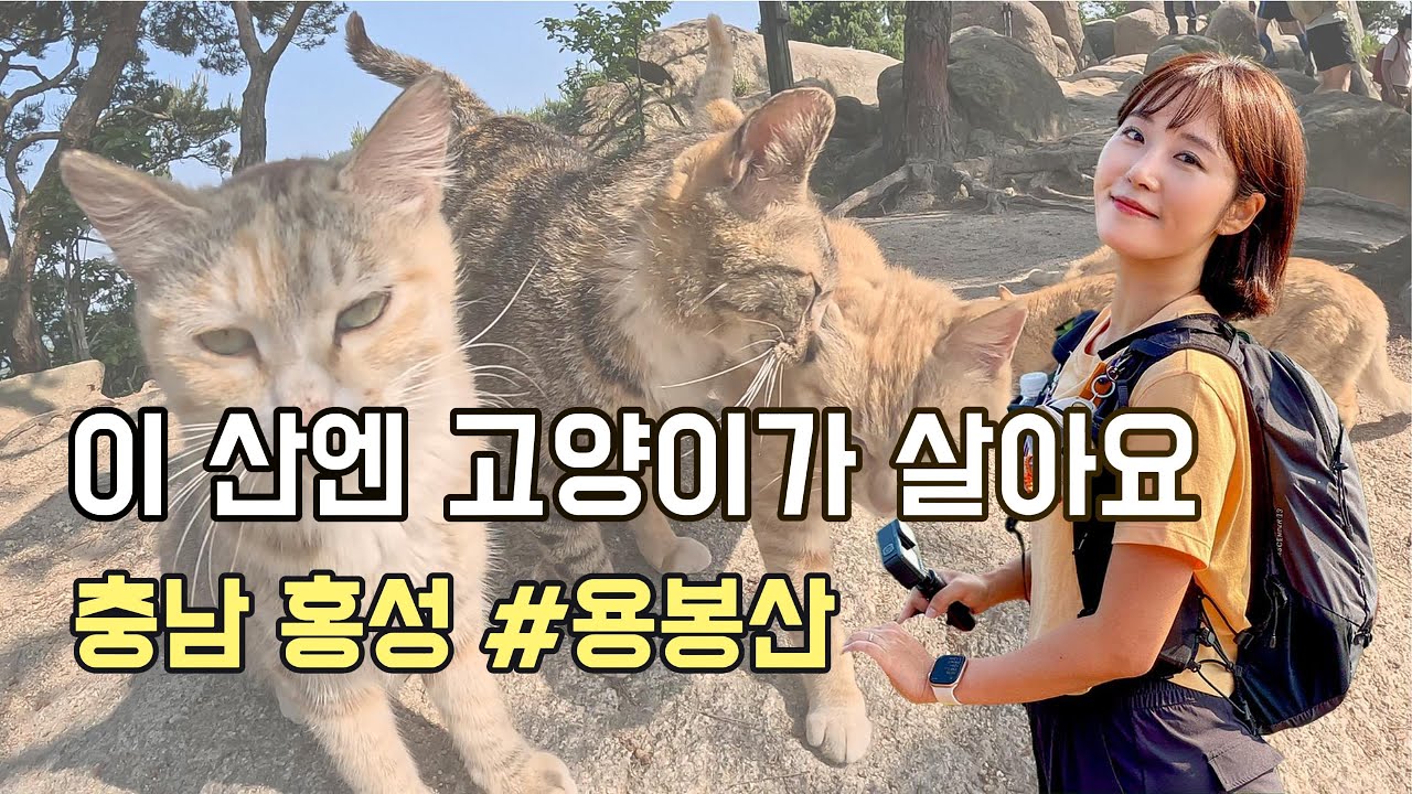 이 산엔 고양이가 살아요ㅣ충남 홍성 ⛰️용봉산ㅣ등산코스 안내ㅣ충남여행