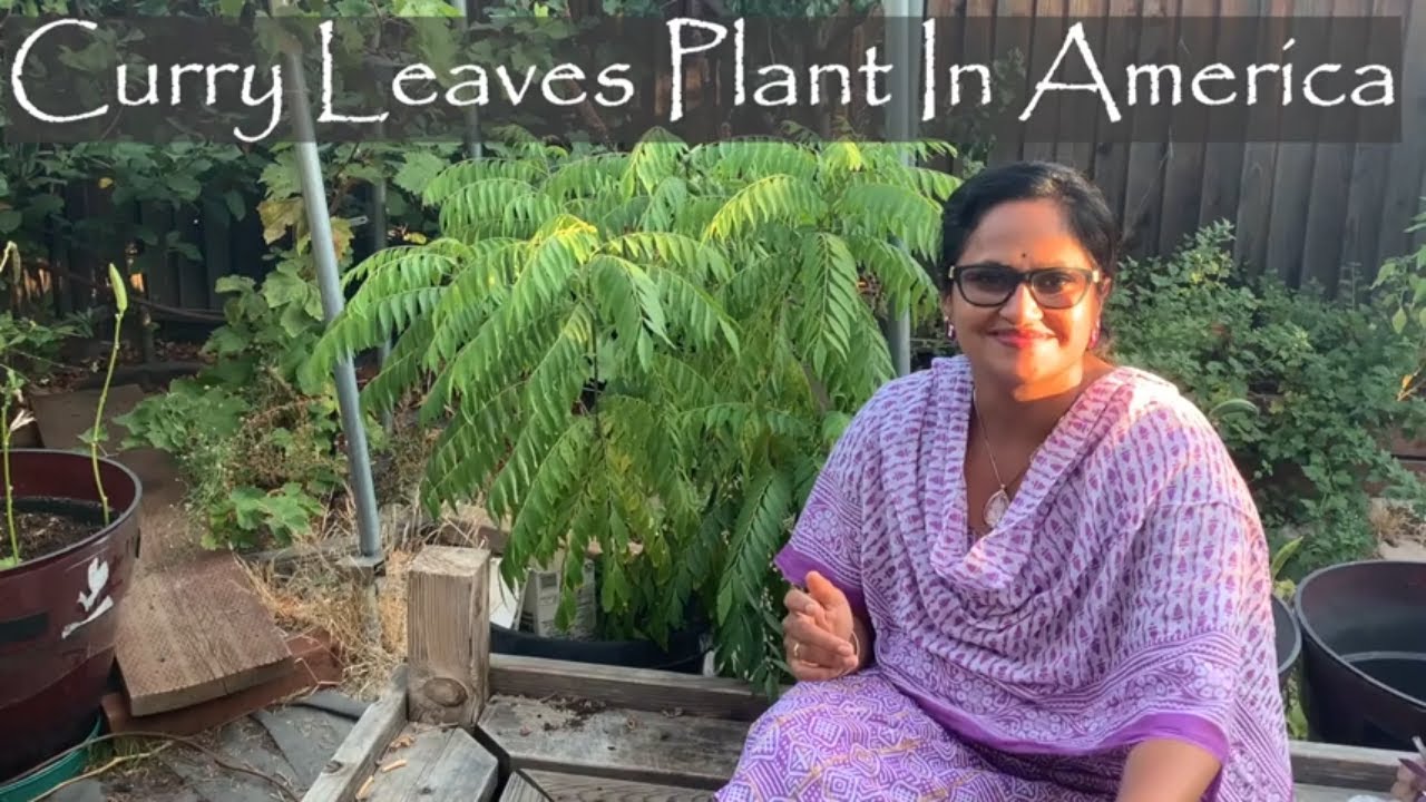 Curry Leaves Plant In America | Growing Tips...