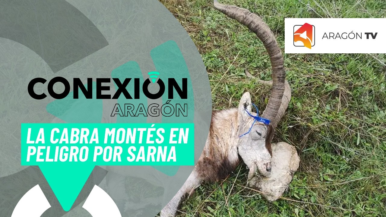 La cabra montés hispánica, gravemente afectada por la sarna