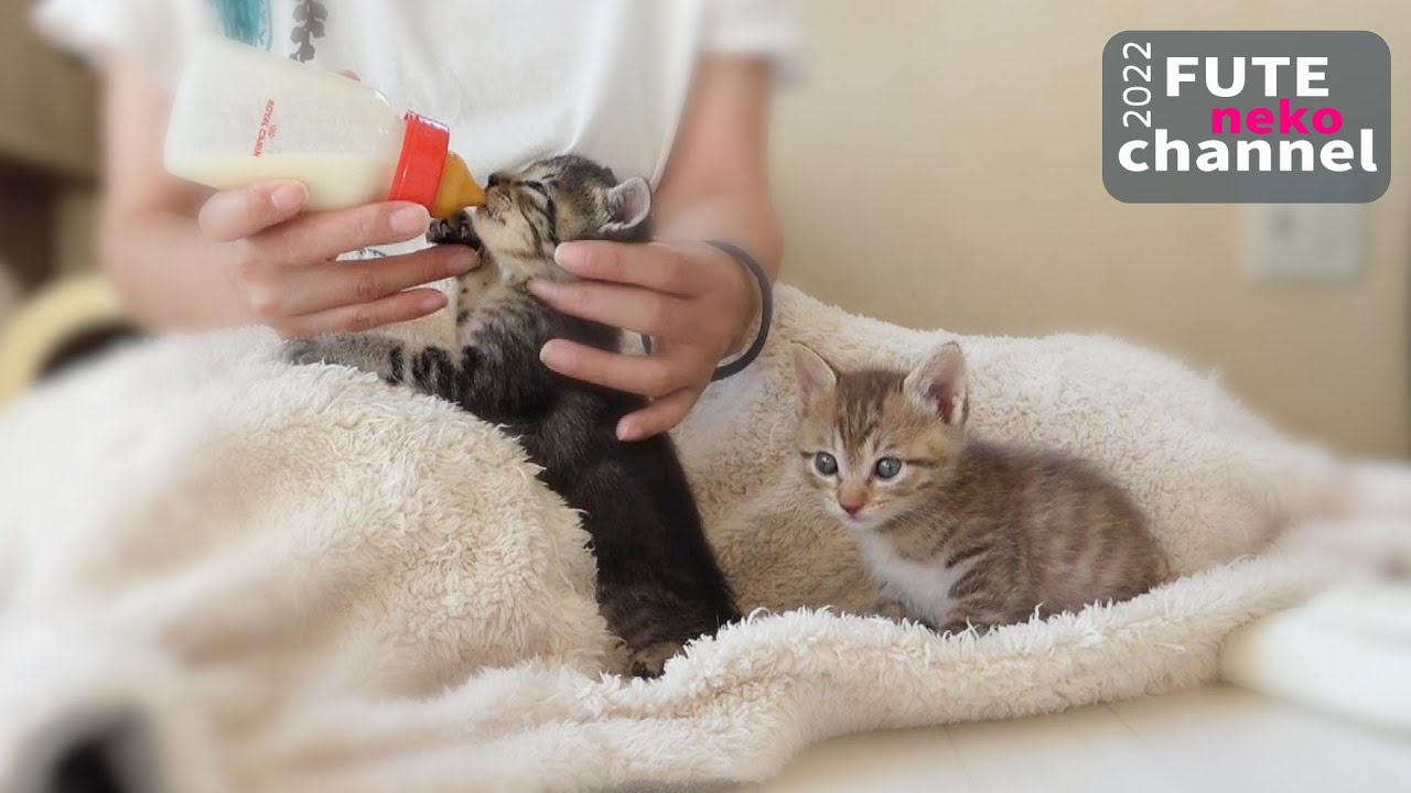順番にミルク飲むはずだったのに…【保護子猫】