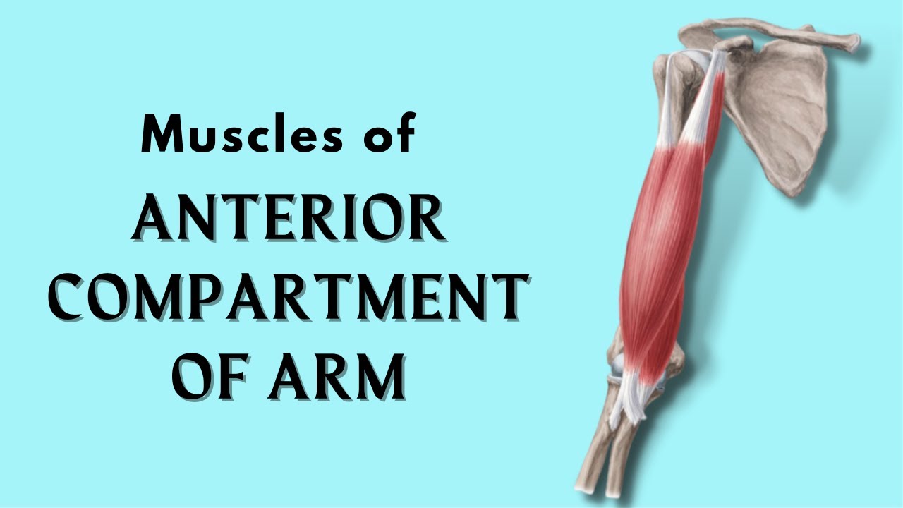 Muscles of Anterior Compartment of Arm | Anatomy Tutorial | Doctor Speaks