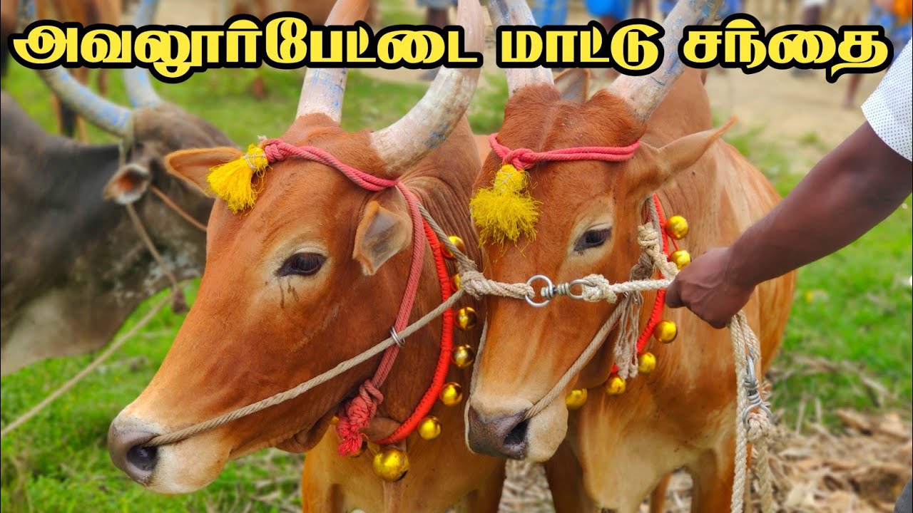 அவளுர்பேட்டை மாட்டு சந்தை | உழவன் டிவி | Avalurpettai Mattu Santhai | Uzhavan Tv |