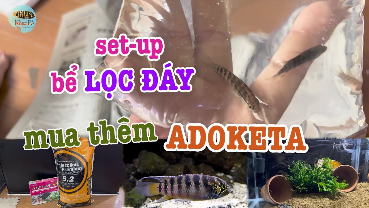 Set-up bể lọc đáy và mua thêm Adoketa | Cá phượng hoàng hoang dã