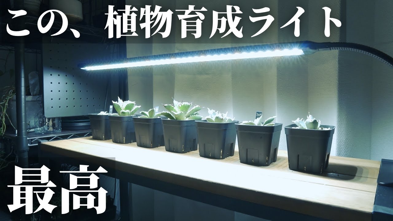 【おすすめ】棚の中段で使える！バータイプの植物育成ライト「BAR LIGHT L610 （バーライト L610）」レビュー！Samsung「LM281B+PRO」搭載！観葉植物｜アガベ｜多肉植物｜実生