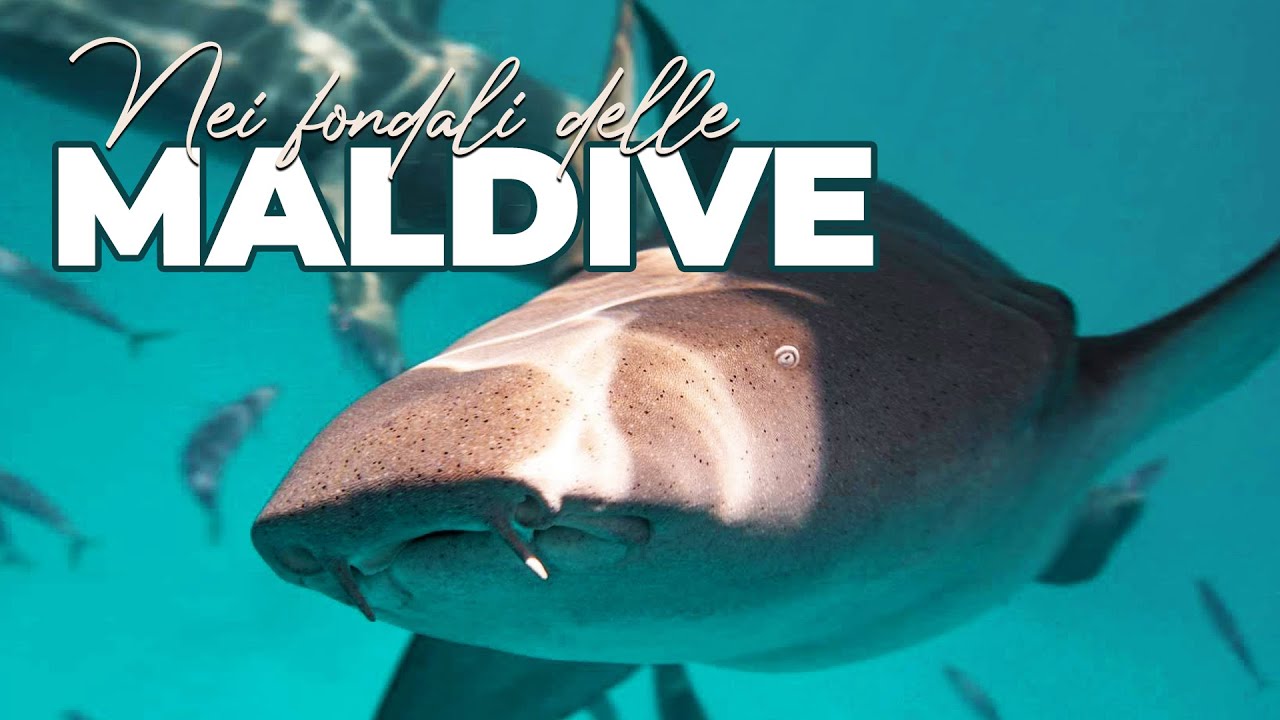 Scopri con noi i fondali delle Maldive | Avventure nel Mondo