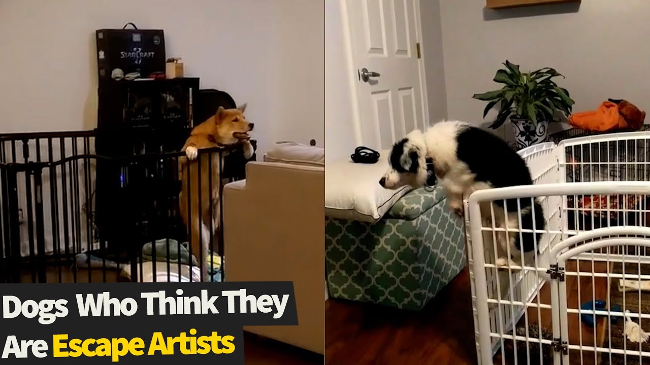 Top 10 Sneaky Dogs Who Are Master Escape Artists | Funny Dogs Escaping