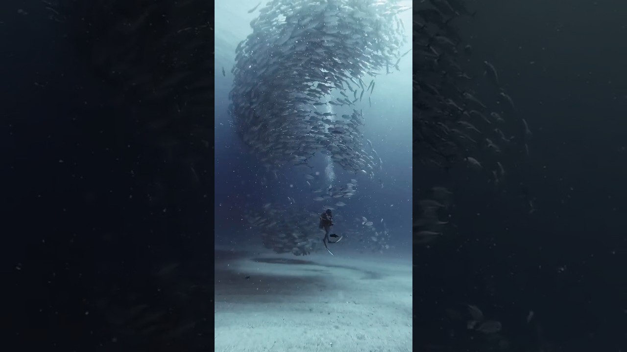Fujairah’s Hidden Ocean Paradise! 