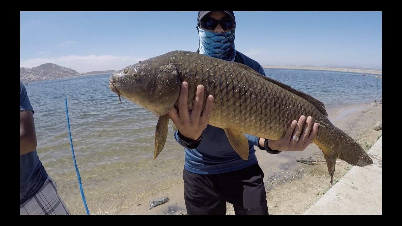 Lake Perris - Pescando Carpas / Carp Fishing