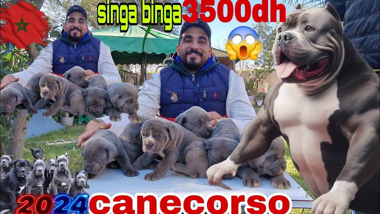 زيارة مفاجأة عند الاسطورة 🎖امير الحيوانات 🎖مع أحسن الكلاب #canecorso 😱واتمني الخيال العلمي المليح 💣💥
