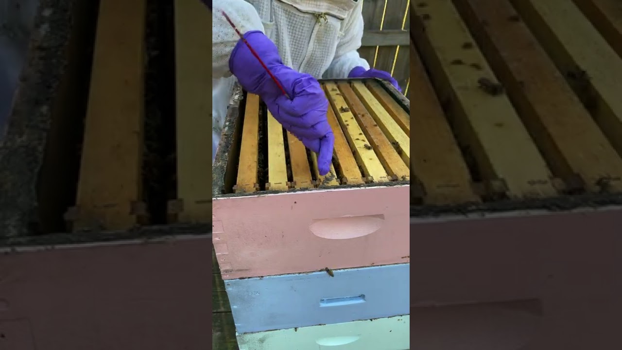 Beginner Beekeeping Inspection. Let&rsquo;s Get into a hive and I&rsquo;ll show you what to look for!