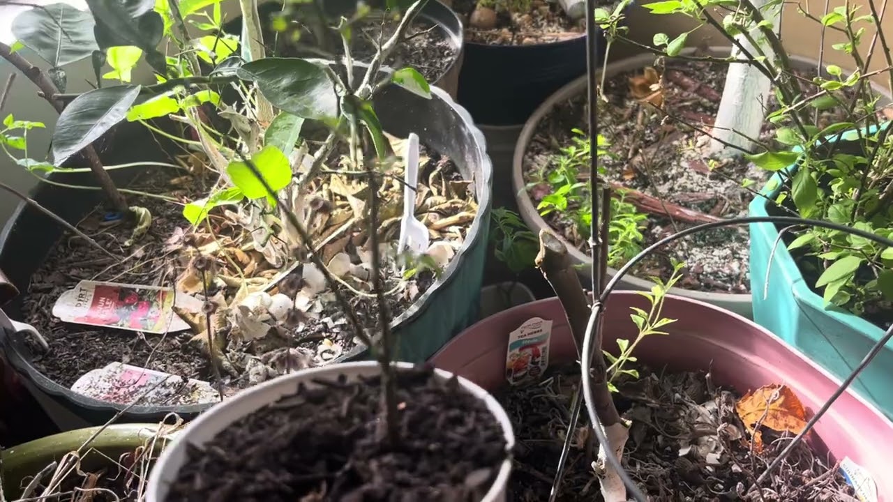 Chiltepin en una maceta pequeña solo dió 2