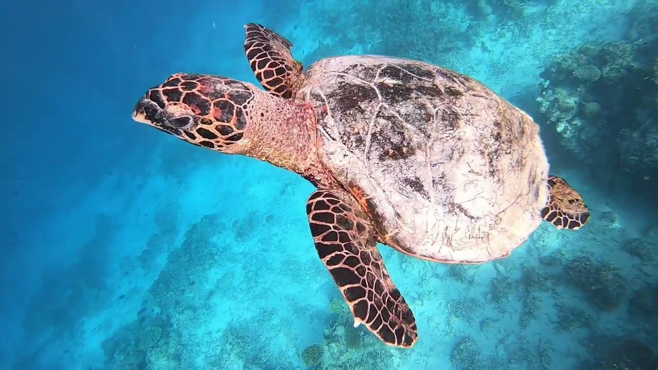 Maldives Snorkeling Vilamendhu island House Reef 07.2023