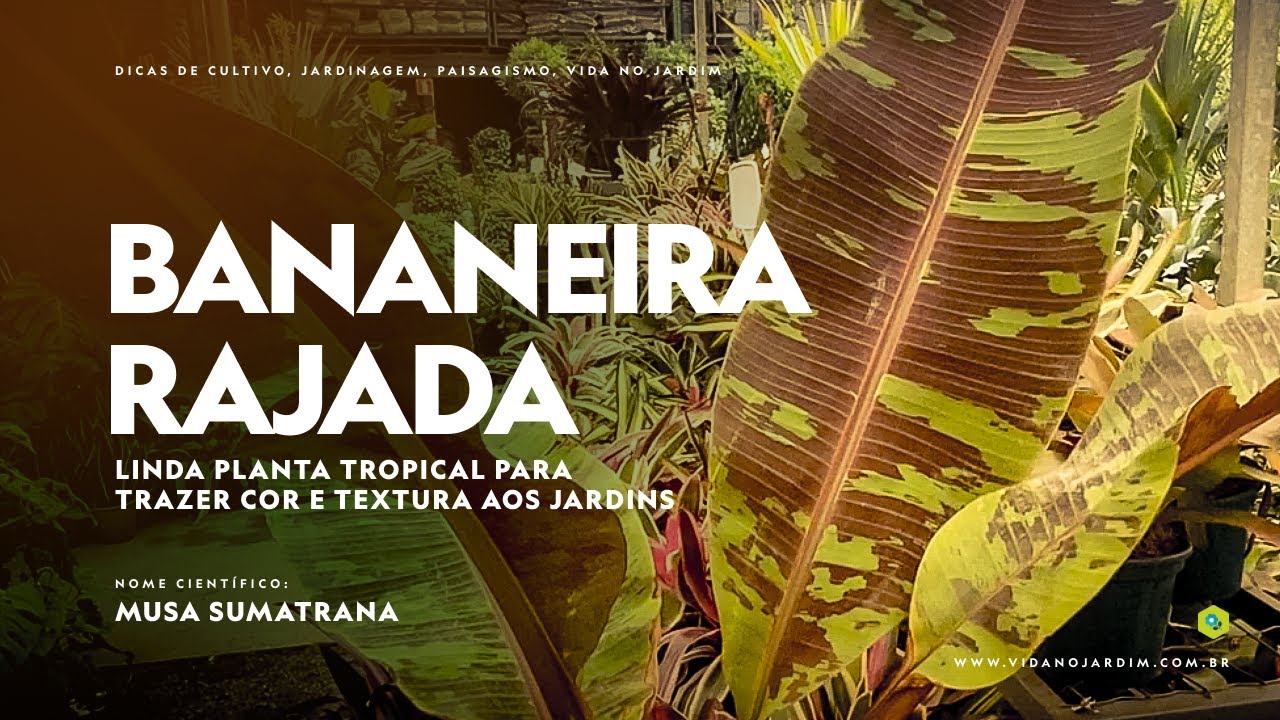 BANANEIRA RAJADA, linda PLANTA TROPICAL para trazer COR e TEXTURA aos JARDINS