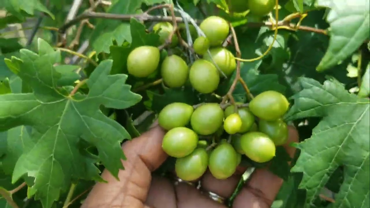 The best grapevines to grow in Florida zone 10a