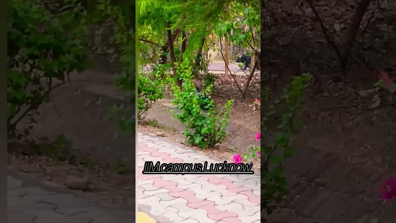 IIM campus Lucknow #iiml#peacock 🕊️🐦