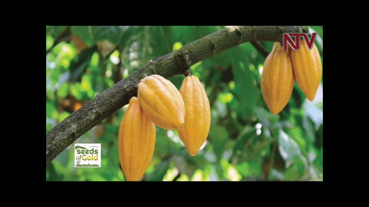 SEEDS OF GOLD: Why you should choose cocoa for your next investment