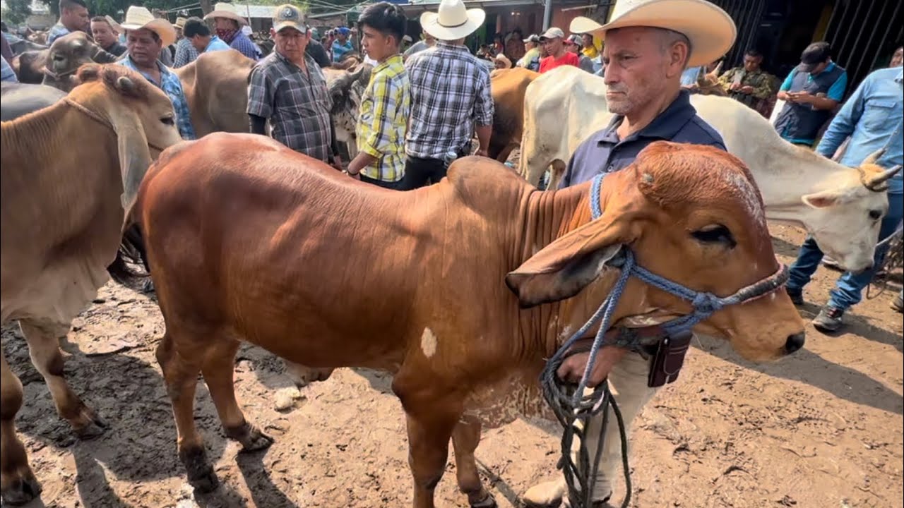 Toretes Gyr puro mira el precio en el tiangue de san Rafael sedros ay de todo