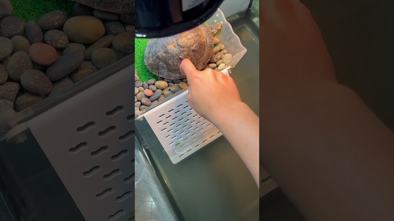 Turtle retained scutes 