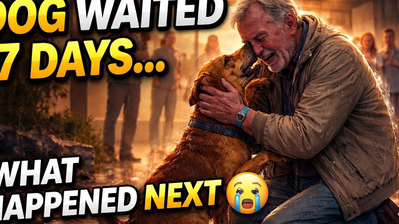 They tried to take this dog away ….. But He Was waiting for someone one 