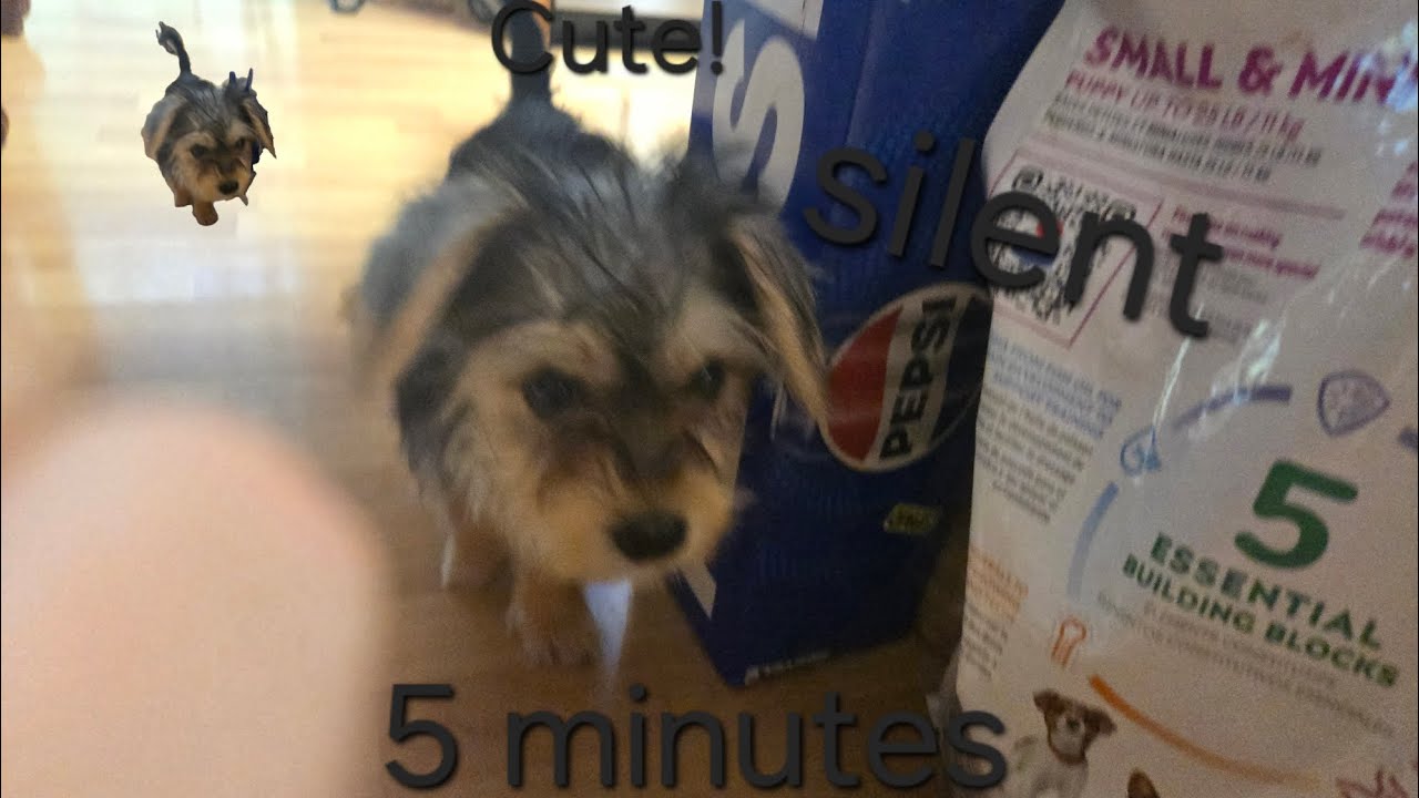 A Morkie Enjoying my House In 5 Minutes Nice And Slient