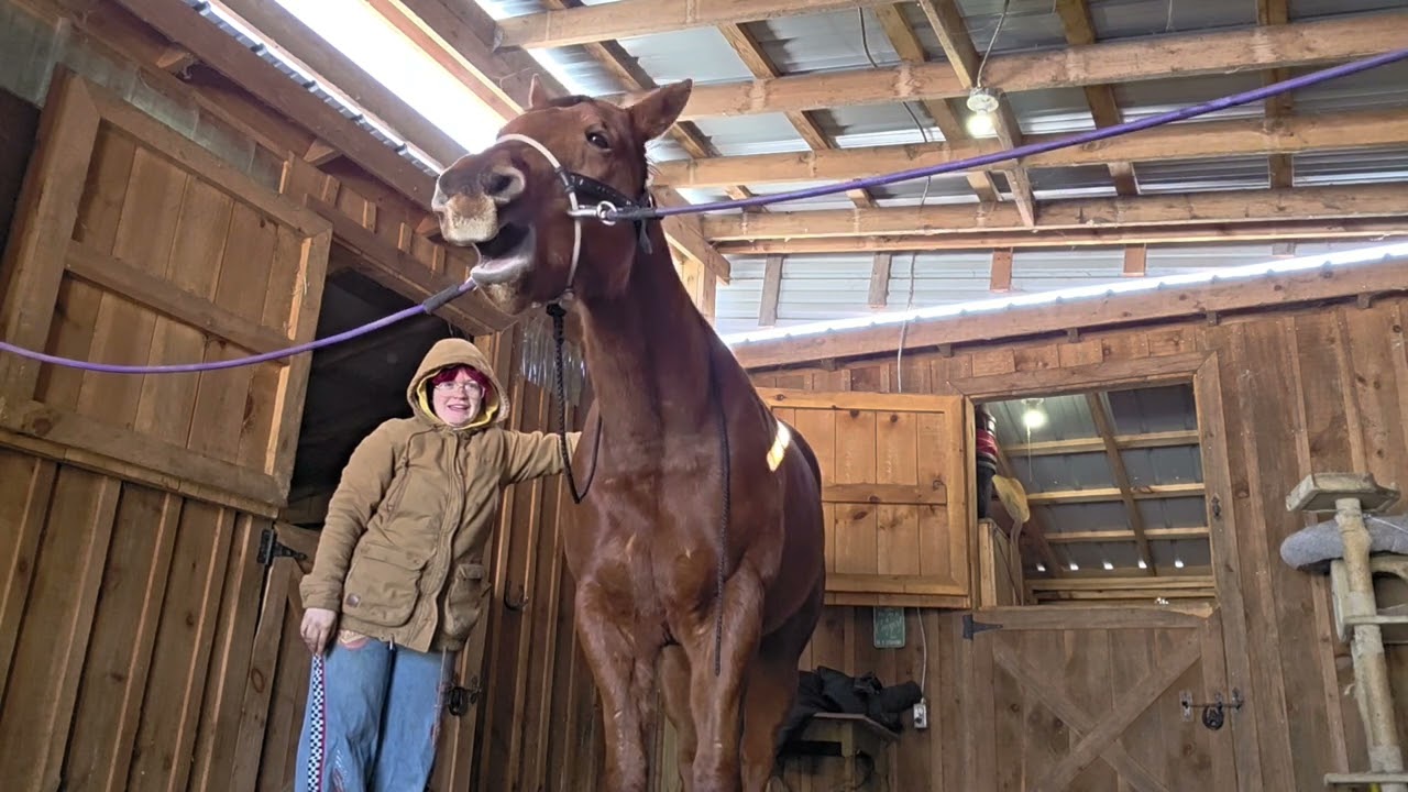 4 minutes of massage therapy releases with Johnny B Good | equine massage