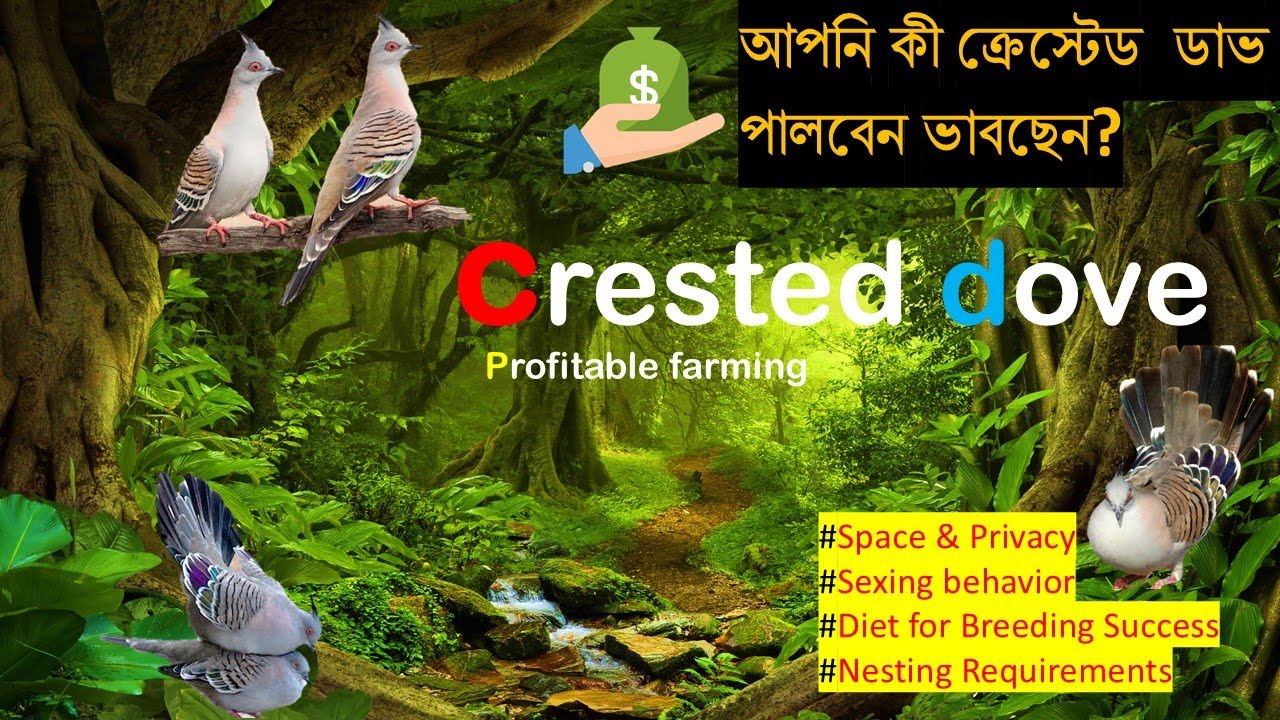 লাভজনক এই ক্রেস্টেড ঘুঘু পালন #ঘুঘু #ghughu #cresteddove #crestedpigeon
