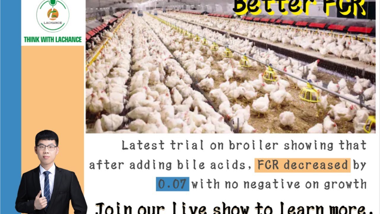 bileacids,innovative feed grade feed additive for poultry to improve FCR in broiler production|feed