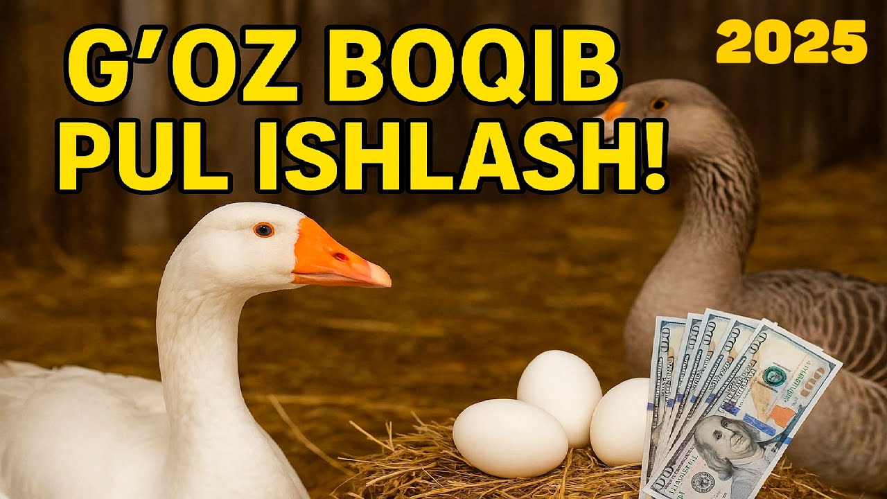 Shunchaki Gʻoz emas – bu pul ishlab chiqaradigan tirik fabrika!