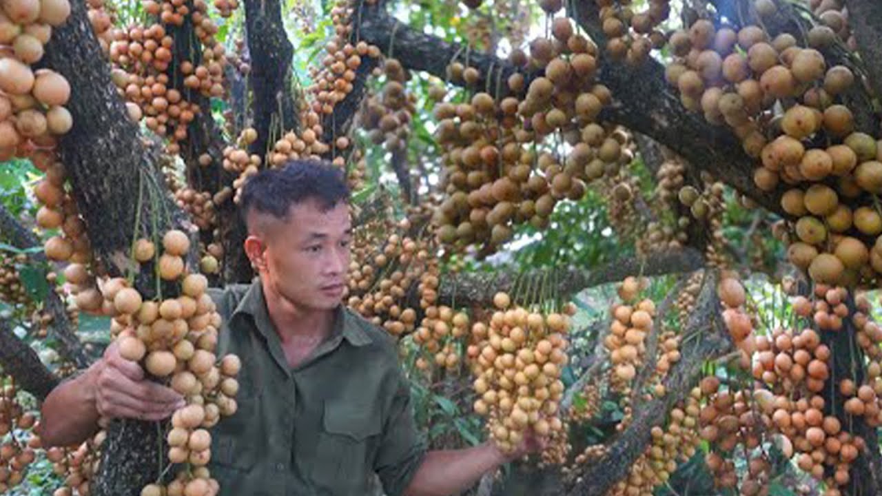 Raising Pig Successfully w/Rapid Farm Growth,Collect Ripe Wild Berries&Sell Them At The Local Market