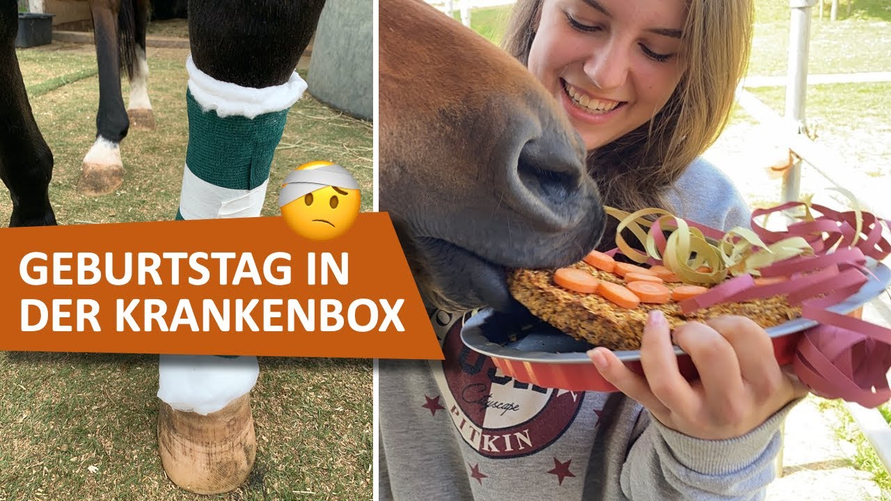 FMA: Ginis Geburtstag in der Krankenbox 🤕🐴