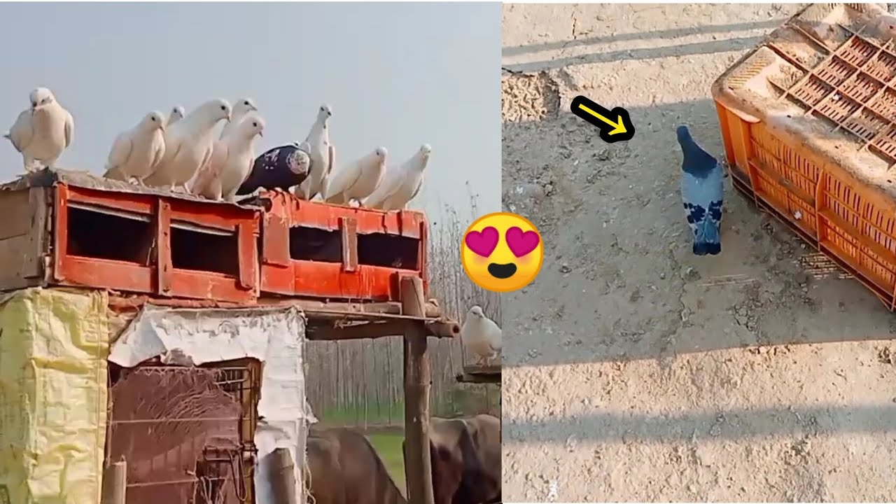 First Time Black Kabutar ka Bacha Bahar Nikal a😍
