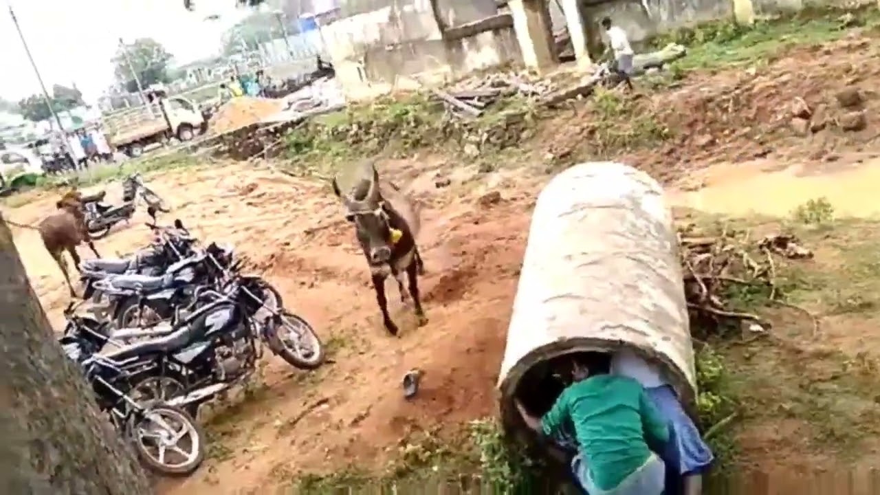 Jallikattu Best Funny Moments🐂 | Jallikattu Thug Life😂 | Creativity videos Tamil