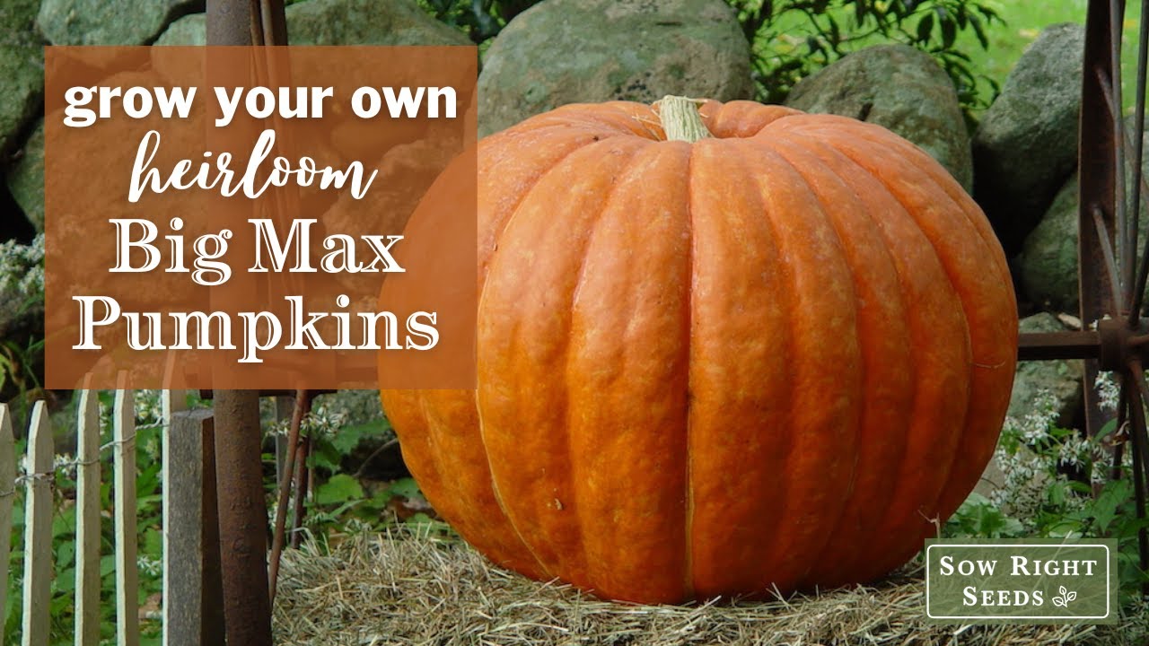Sow Right Seeds | Big Max Pumpkins