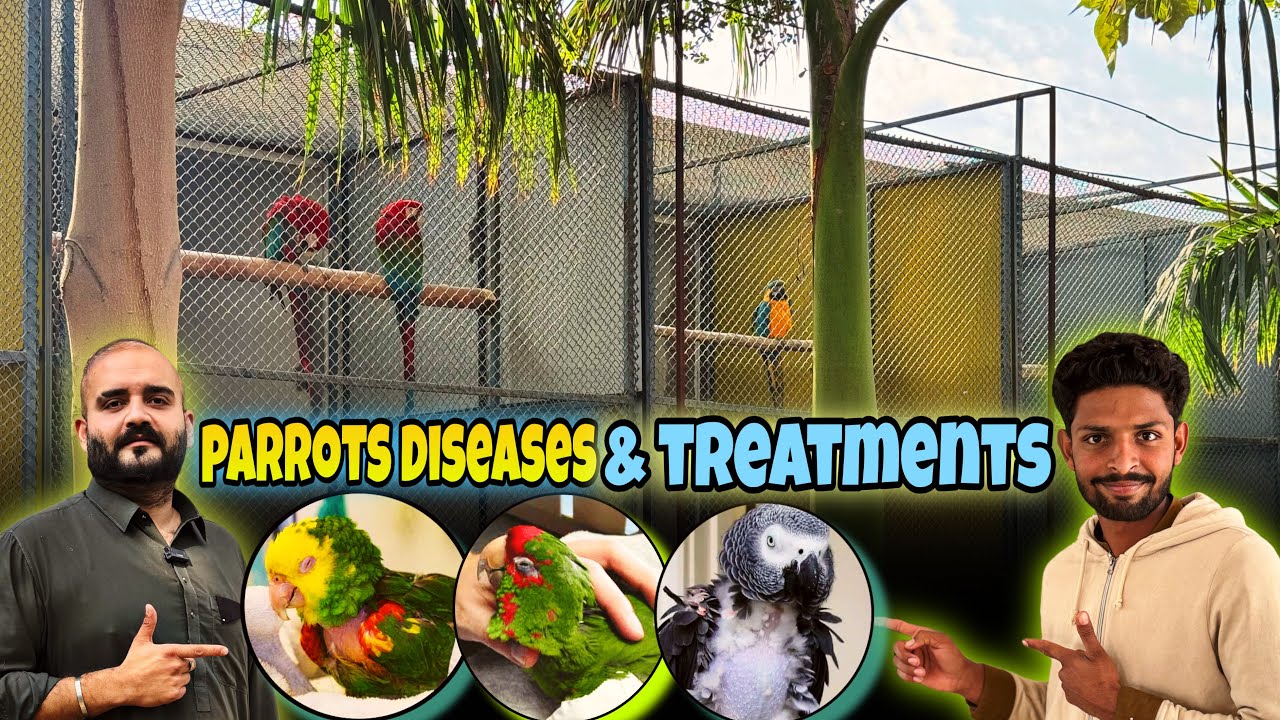 Parrots Diseases & Treatments | Common Parrot Illnesses & Complete Cure Guide | Save Your Bird 🙏