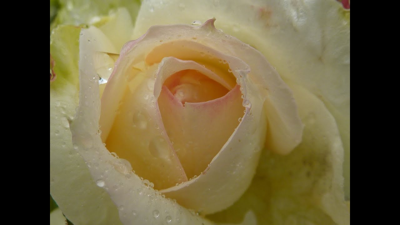 Rosen 1