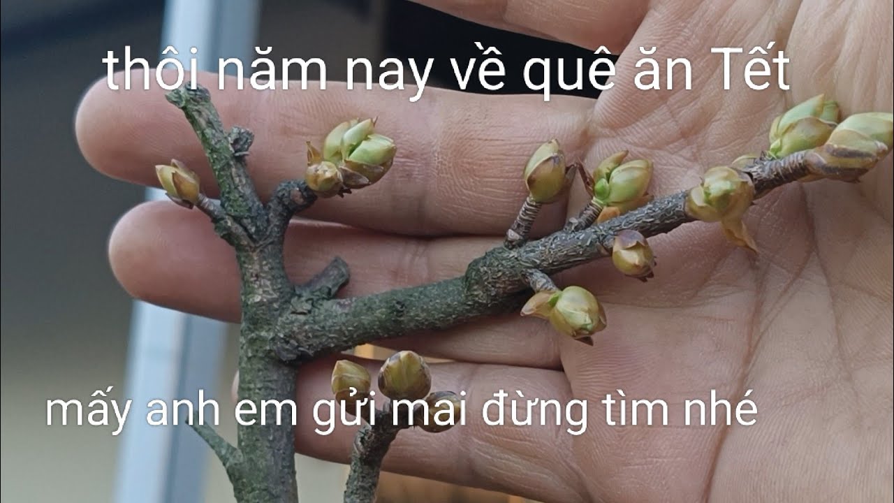 Mai năm nay xé vỏ trấu rất nhanh, thôi lo trốn về quê ăn tết
