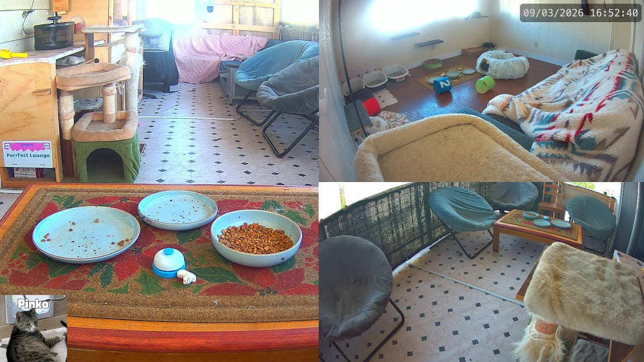 Cat Live Stream - Hungry Cat Station