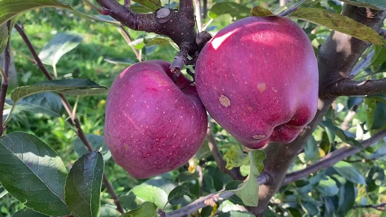 Яблуко Ред Чіф (Red Chief)!