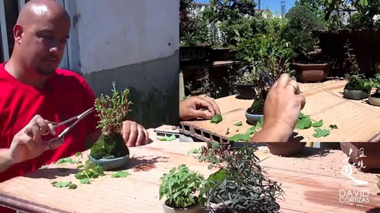 Mini bonsai (mame)