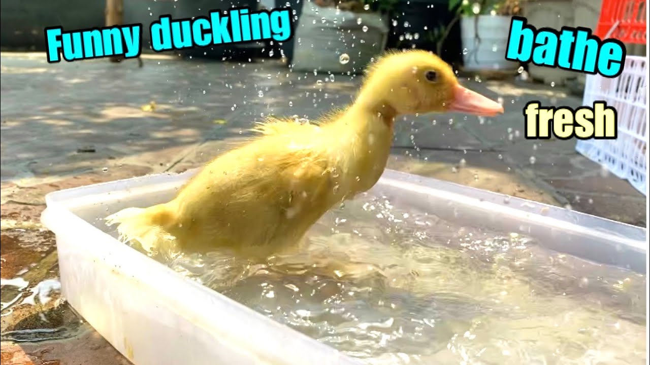 Cute duckling bathing self
