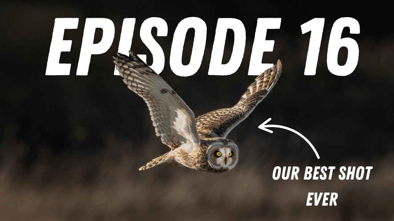Elmley Nature Reserve & Owls, Lots Of Owls - Sony A1ii - Sony 200-600mm Lens