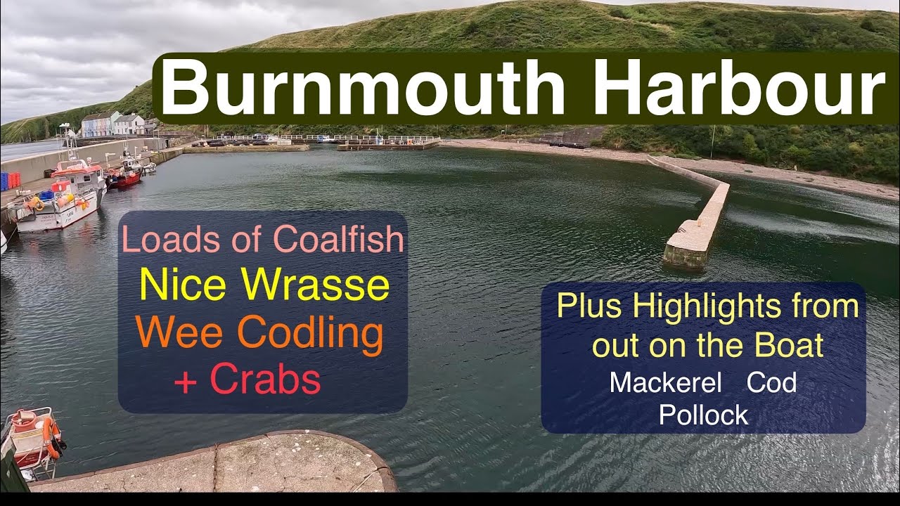 Sea Fishing Scotland - Burnmouth Harbour - Multiple Species on the East Coast