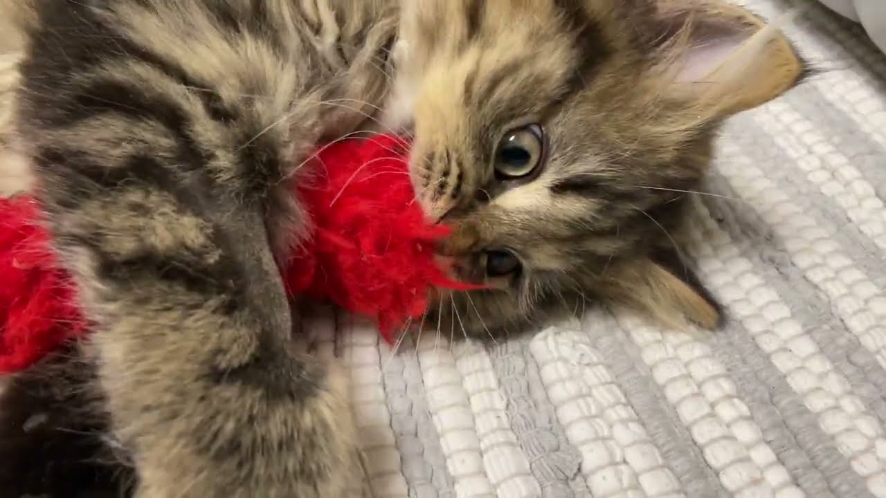 Игрушка, которая пережила всех, кроме Лианы и Лексуса 🤣