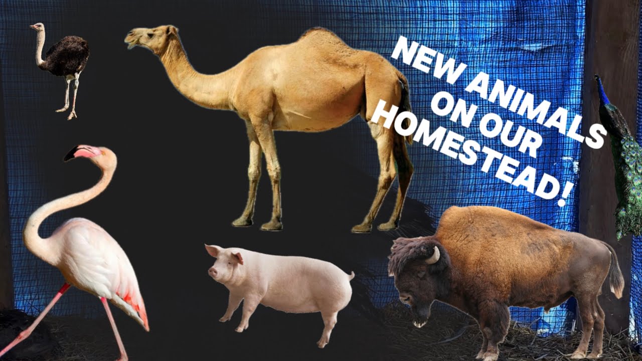 We Got WHAT? on the Homestead…