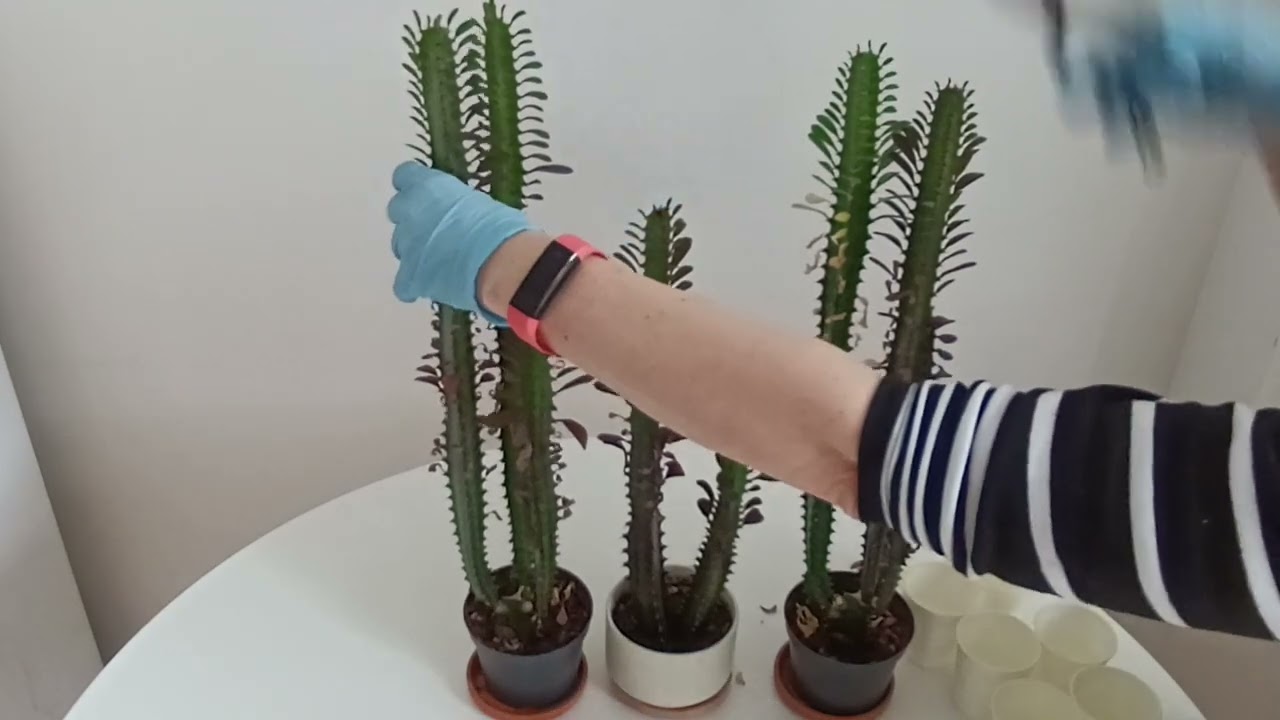 Euphorbia trigona propagation