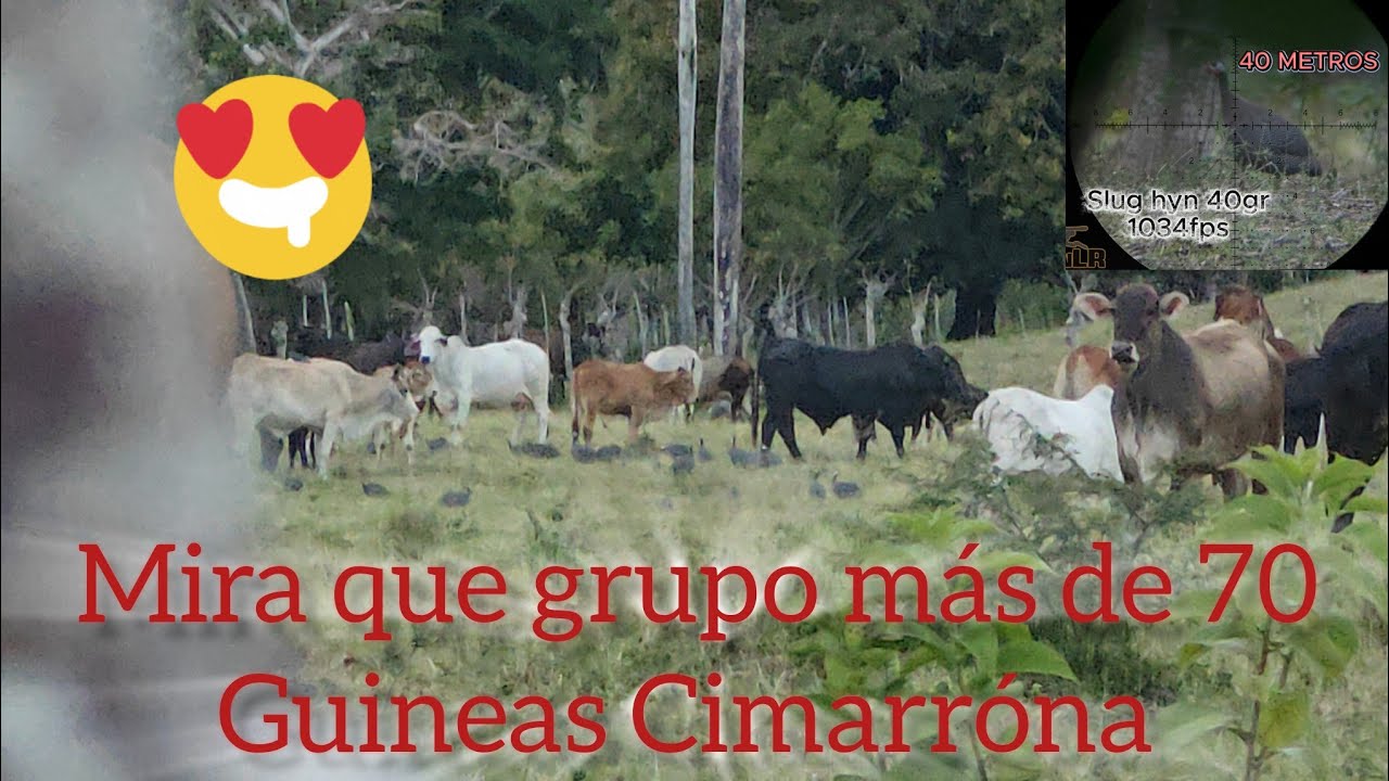 Cacería De Guineas Cimarróna, Mira Que Grupo .22 40gr 1034fps