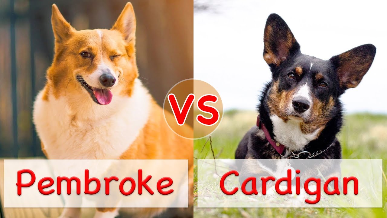 Pembroke VS Cardigan