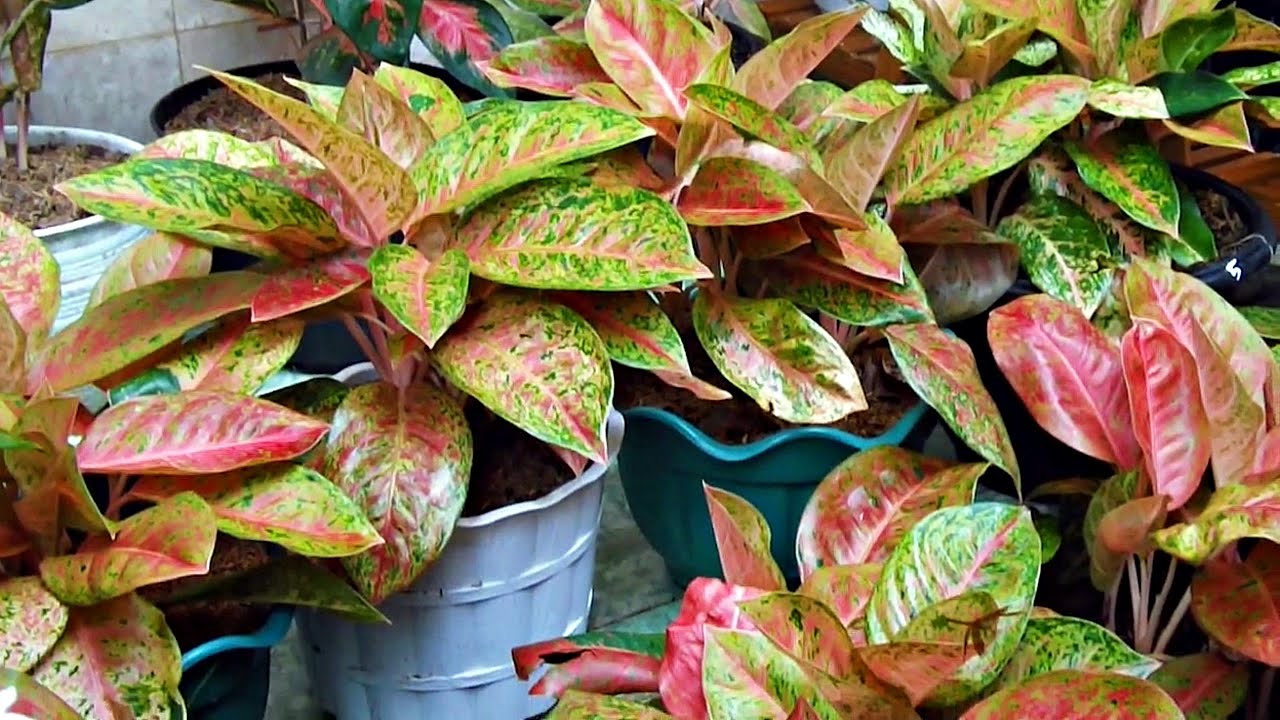 AGLAONEMA PLANT COLLECTION